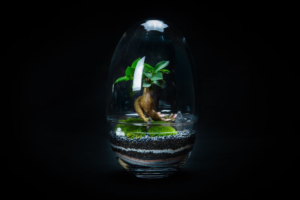 Objets design - KIPLING terrarium  - JUNGLE GLASS
