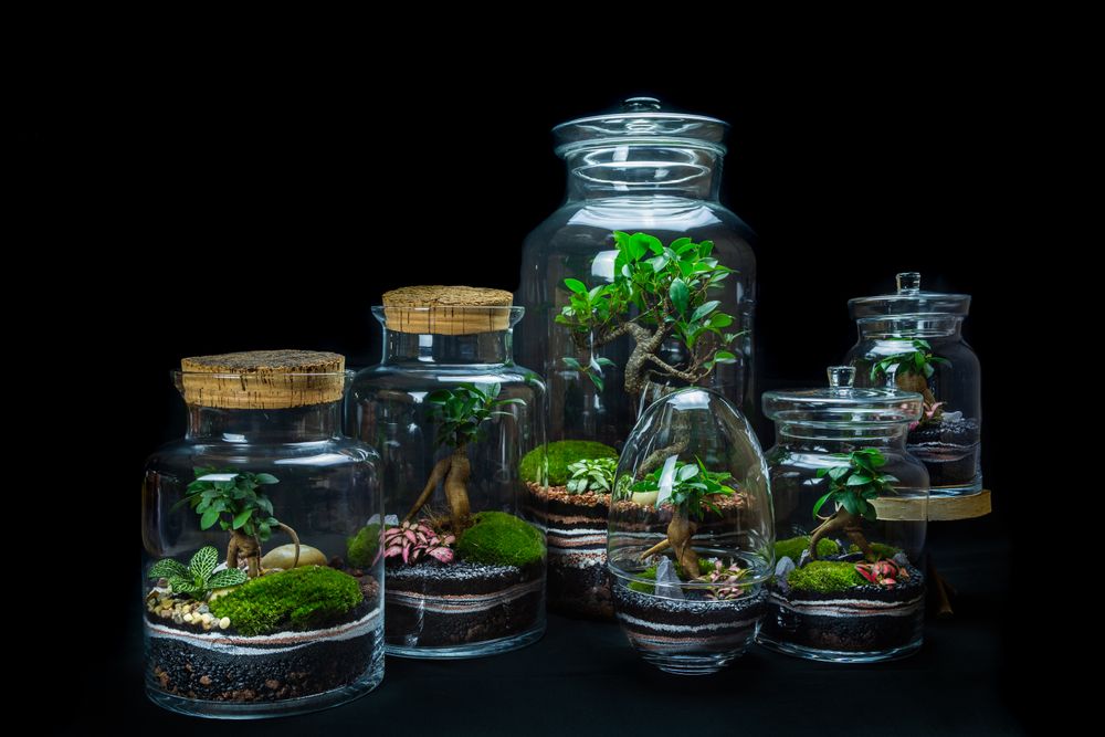 Objets design - KIPLING terrarium  - JUNGLE GLASS