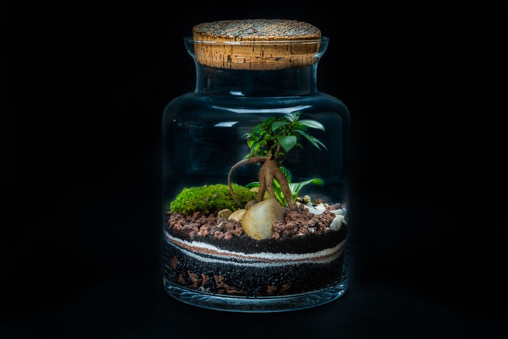 Objets design - WALLACE MEDIUM terrarium - JUNGLE GLASS