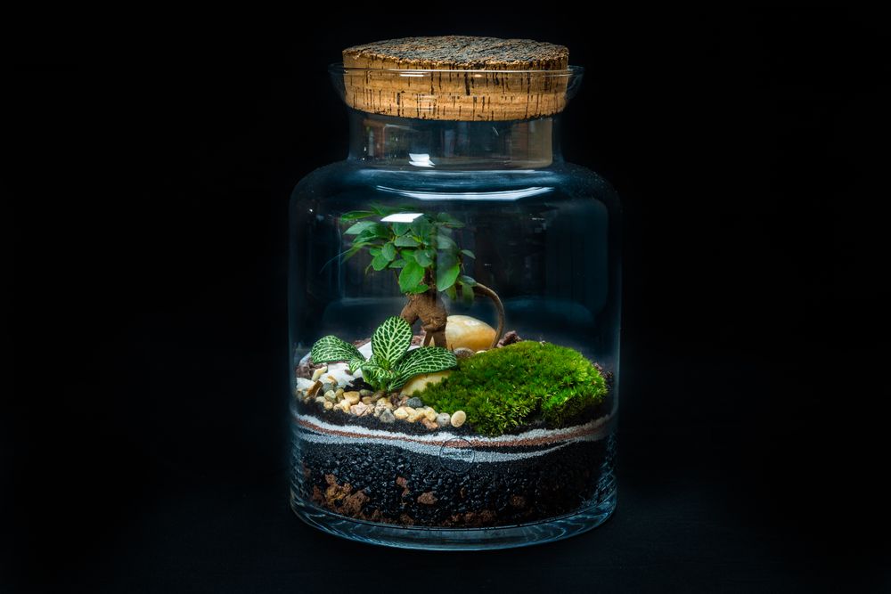 Objets design - WALLACE MEDIUM terrarium - JUNGLE GLASS