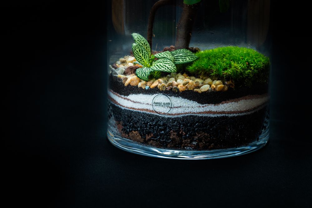 Objets design - WALLACE MEDIUM terrarium - JUNGLE GLASS