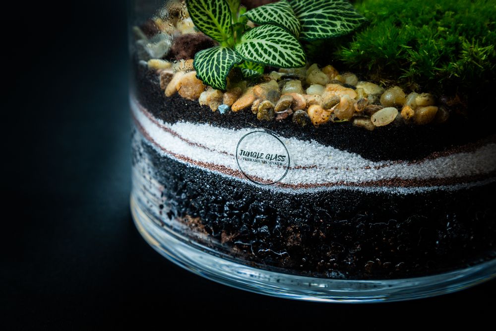 Objets design - WALLACE MEDIUM terrarium - JUNGLE GLASS