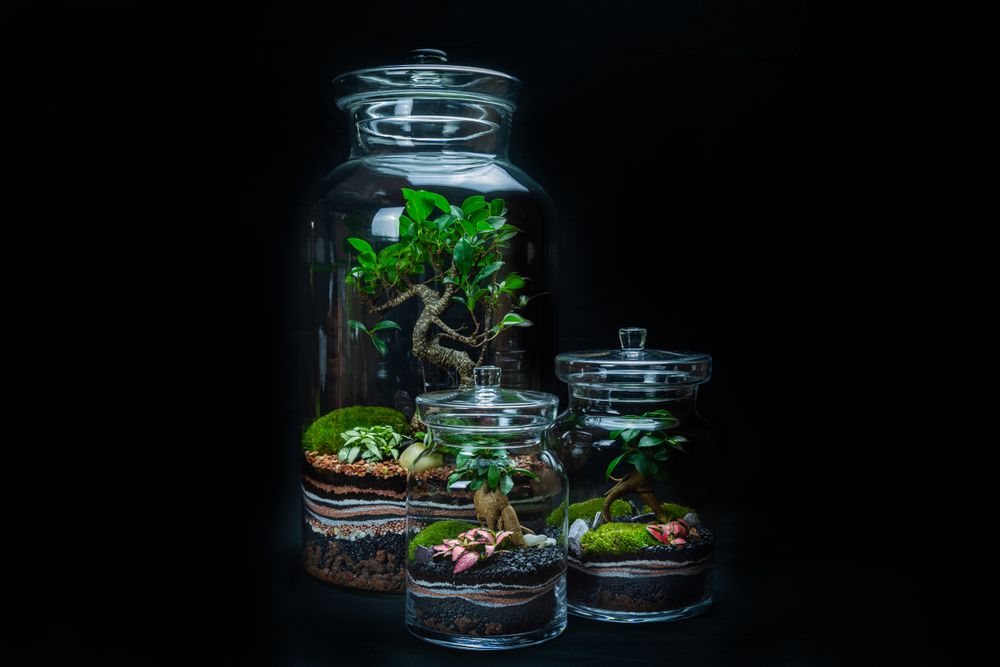 Design objects - DARWIN LARGE terrarium - JUNGLE GLASS