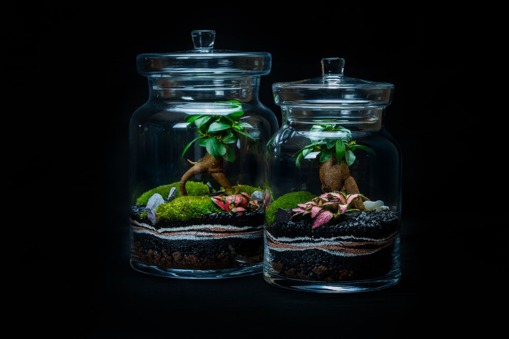 Design objects - DARWIN LARGE terrarium - JUNGLE GLASS