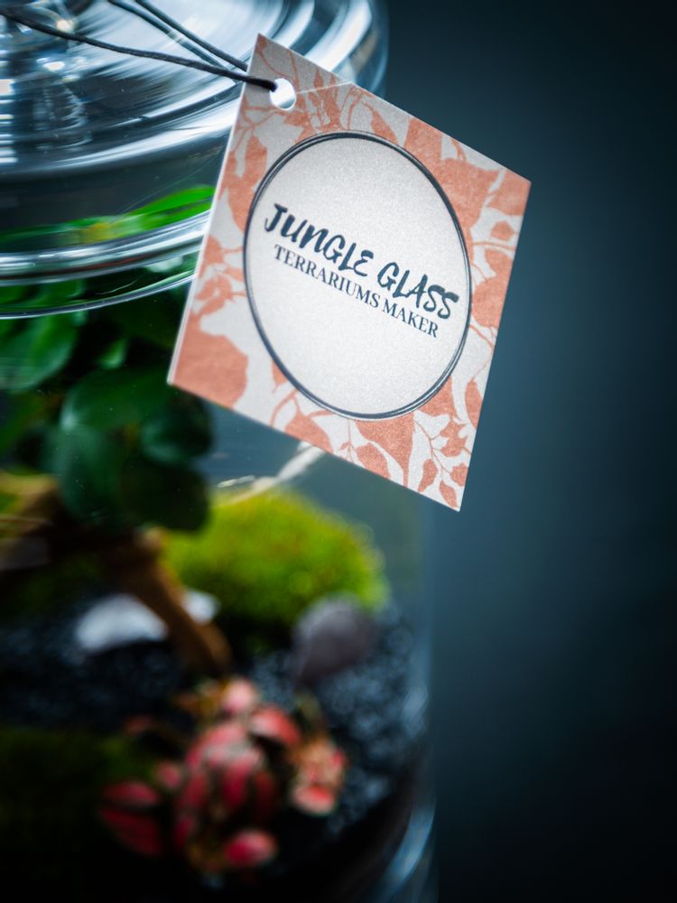 Design objects - DARWIN LARGE terrarium - JUNGLE GLASS