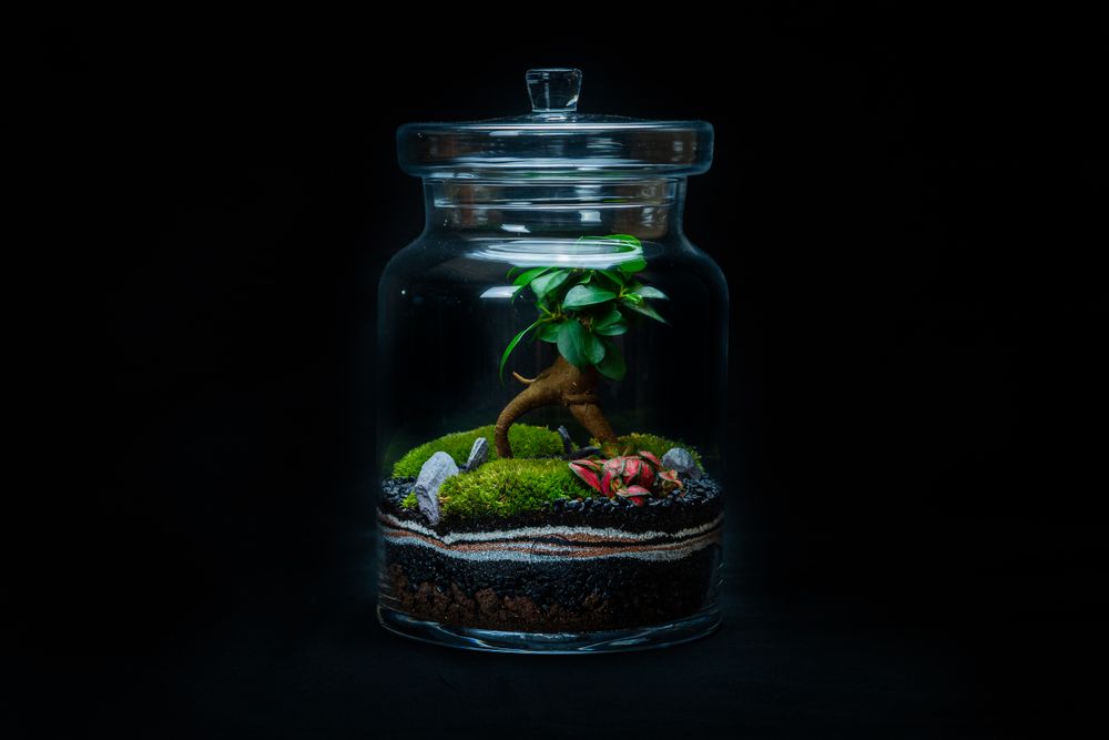 Design objects - DARWIN LARGE terrarium - JUNGLE GLASS