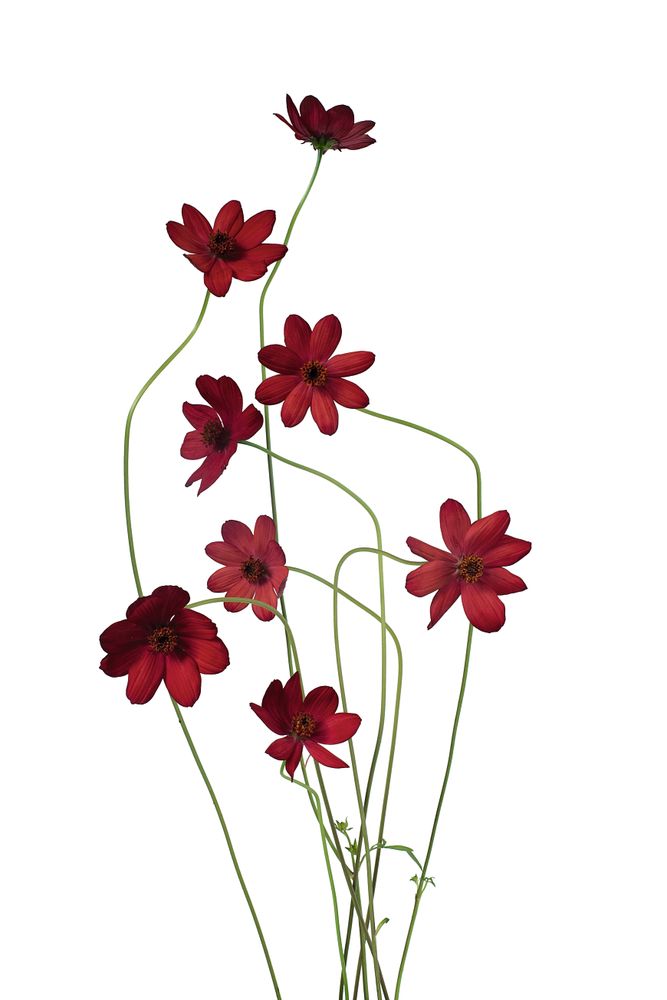 Objets de décoration - Flower Colour Guide - PHAIDON PRESS