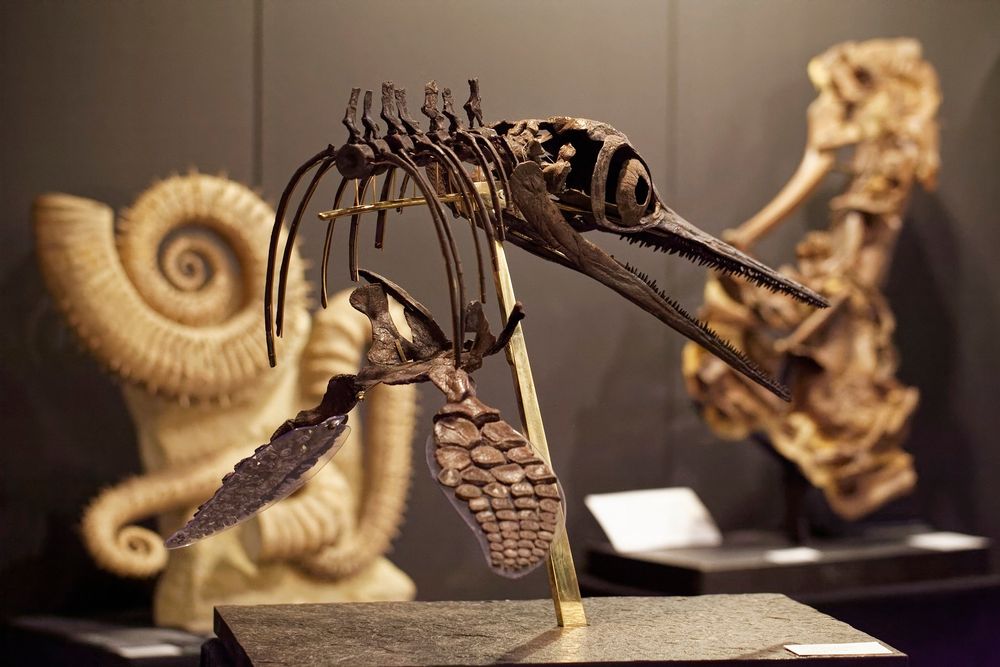 Objets design - Ichtyosaure Reptile marin - squelette fossile - MISSING LINK