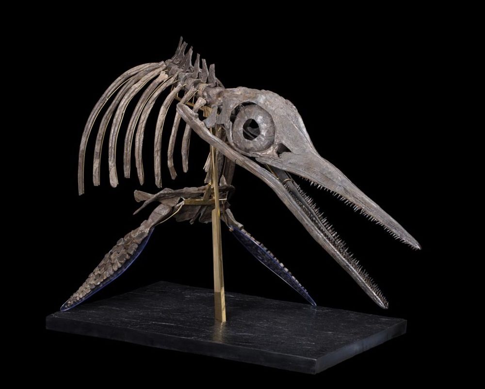 Objets design - Ichtyosaure Reptile marin - squelette fossile - MISSING LINK