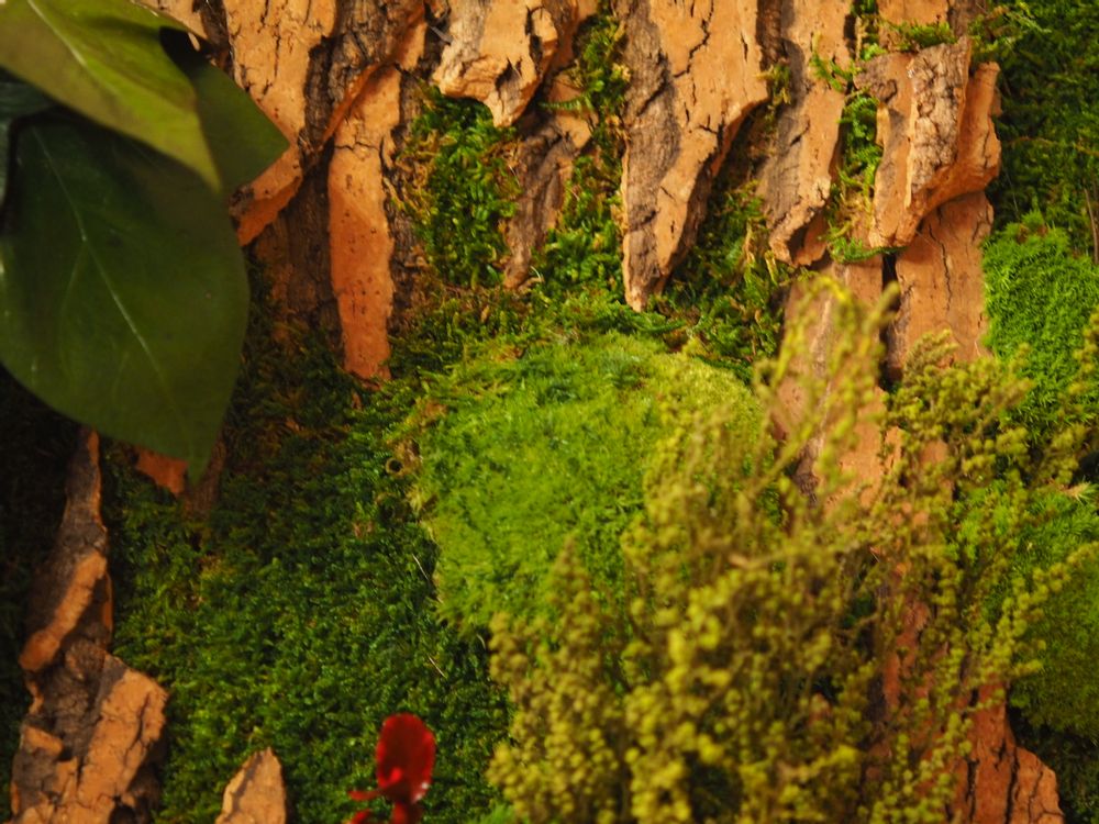 Paintings - VF Jungle Square Moss Art Wall Collection - VIVA FLORA