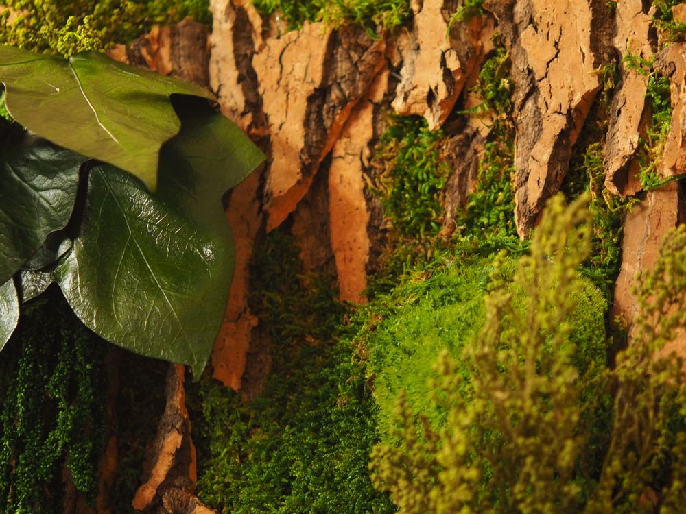 Paintings - VF Jungle Square Moss Art Wall Collection - VIVA FLORA