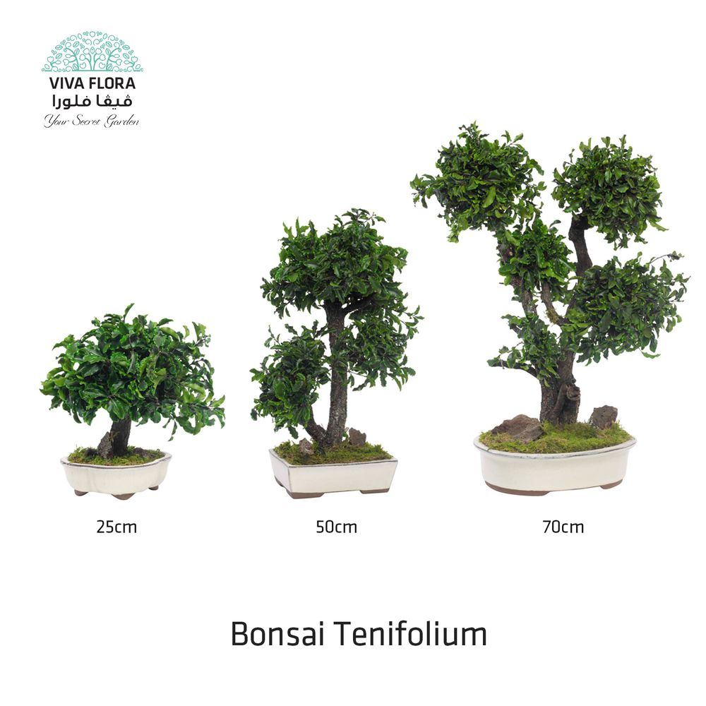 Decorative objects - Object decoration Bonsai Tenifolium - VIVA FLORA