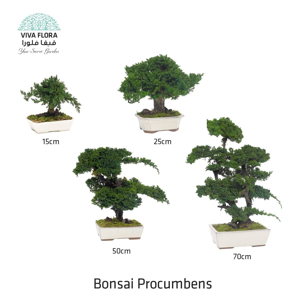 Decorative objects - decorative object Bonsai Procumbens - VIVA FLORA