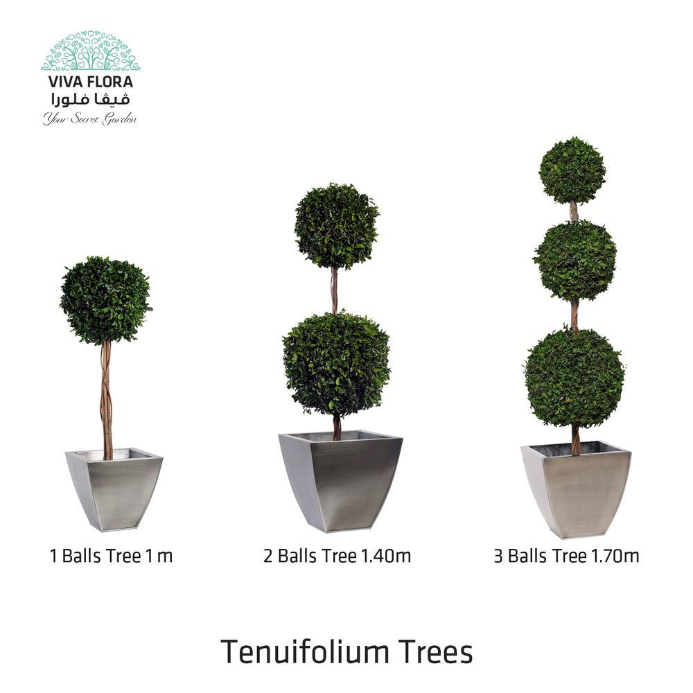 Design objects - Tenuifolium Trees (Balls) - VIVA FLORA
