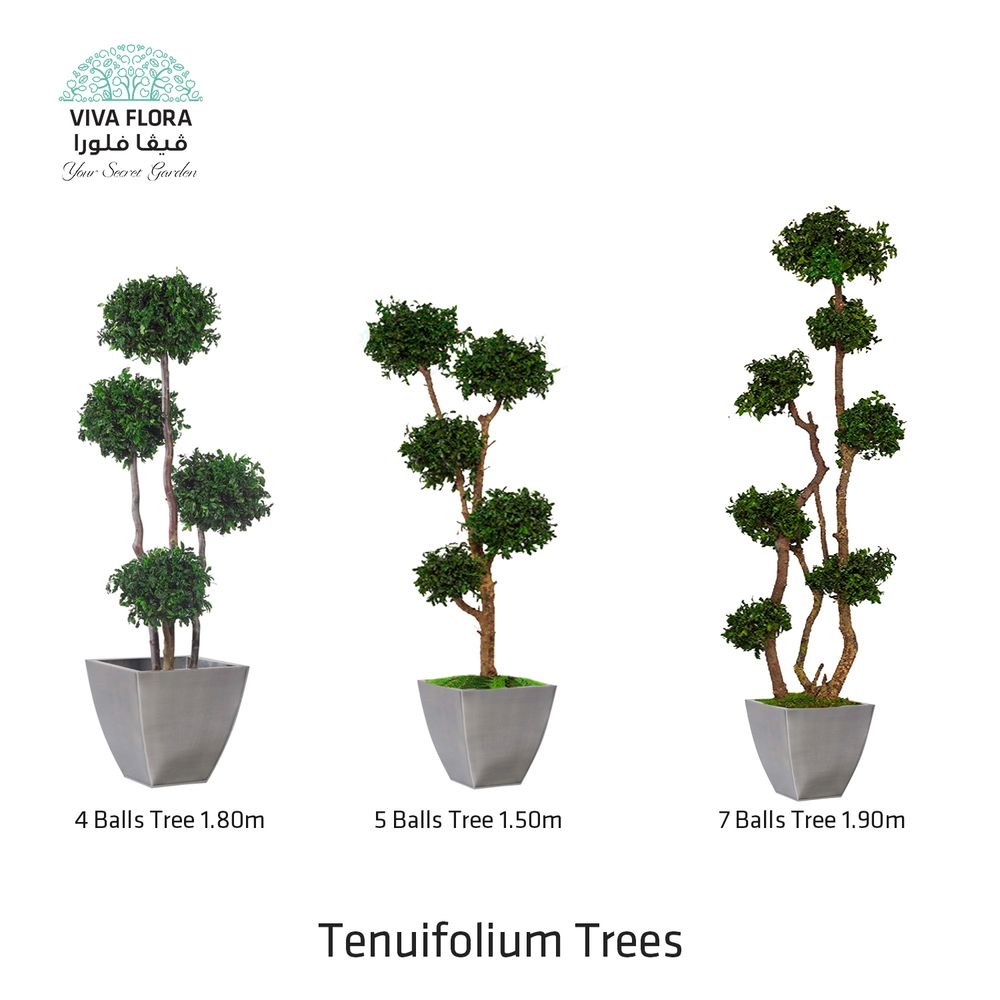 Decorative objects - Tenuifolium Trees - VIVA FLORA