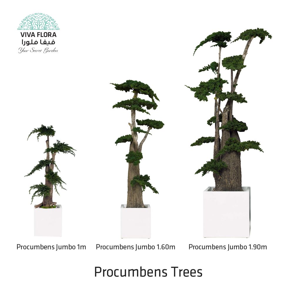 Decorative objects - Prosecumbens Trees - VIVA FLORA