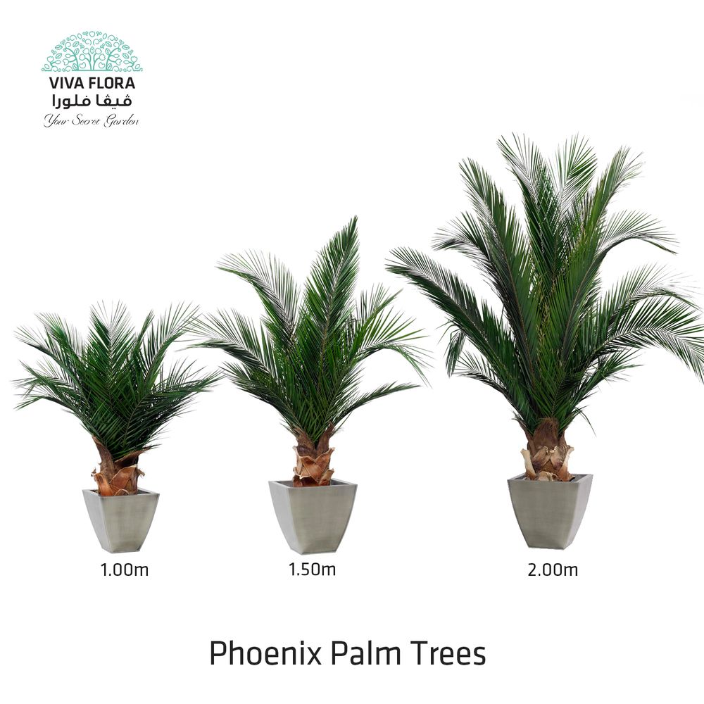 Objets de décoration - Phoenix Palm Trees - VIVA FLORA