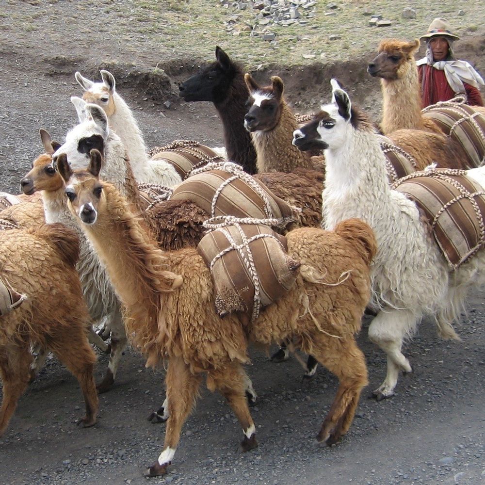 Tapis design - Les Frazadas De Bolivie - VAN VERRE