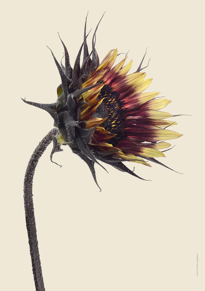Poster - Floral prints - LILJEBERGS