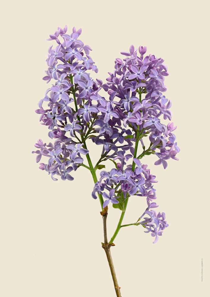 Poster - Floral prints - LILJEBERGS