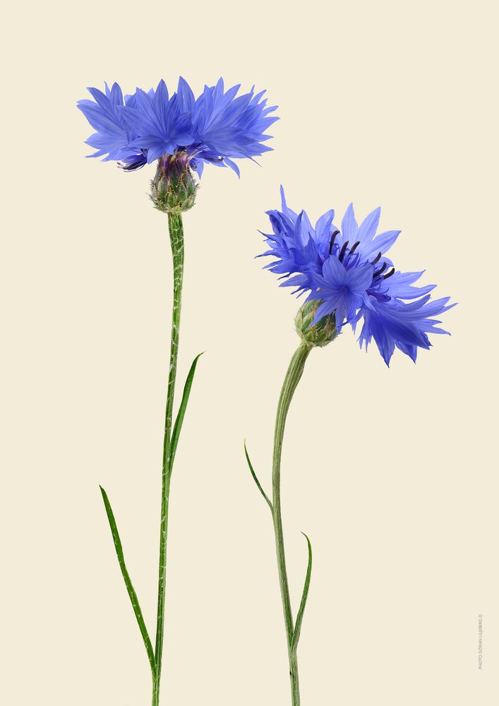 Poster - Floral prints - LILJEBERGS