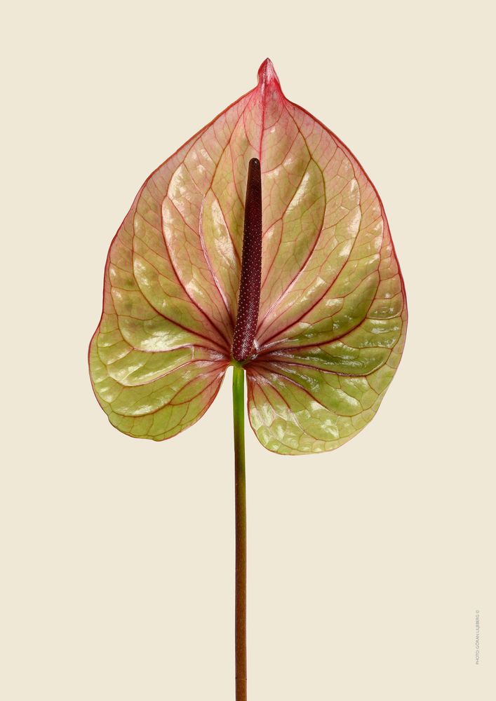 Poster - Floral prints - LILJEBERGS