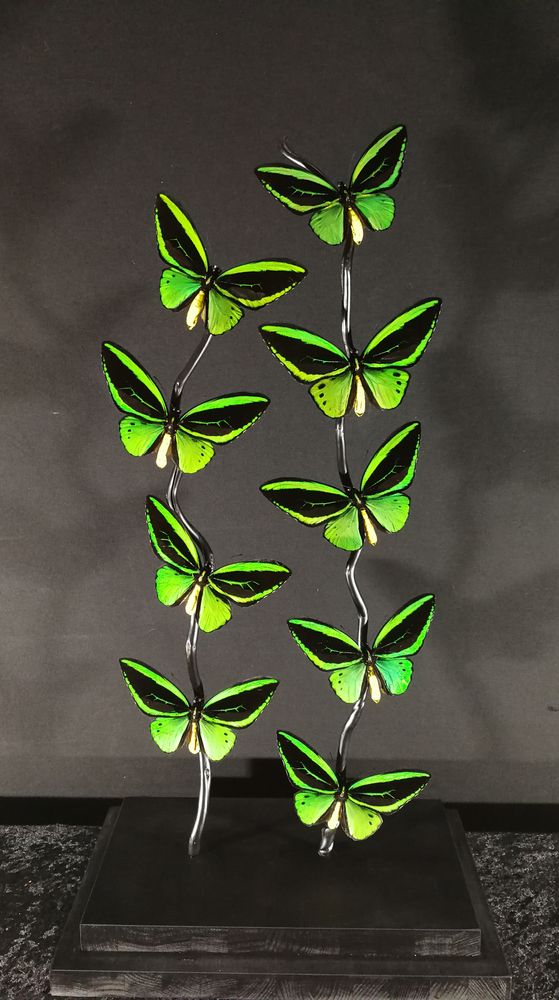 Objets de décoration - Cage Papillons Priamus, cabinet de curiosités - METAMORPHOSES
