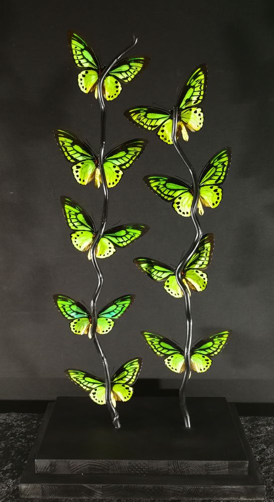 Objets de décoration - Cage Papillons Priamus, cabinet de curiosités - METAMORPHOSES
