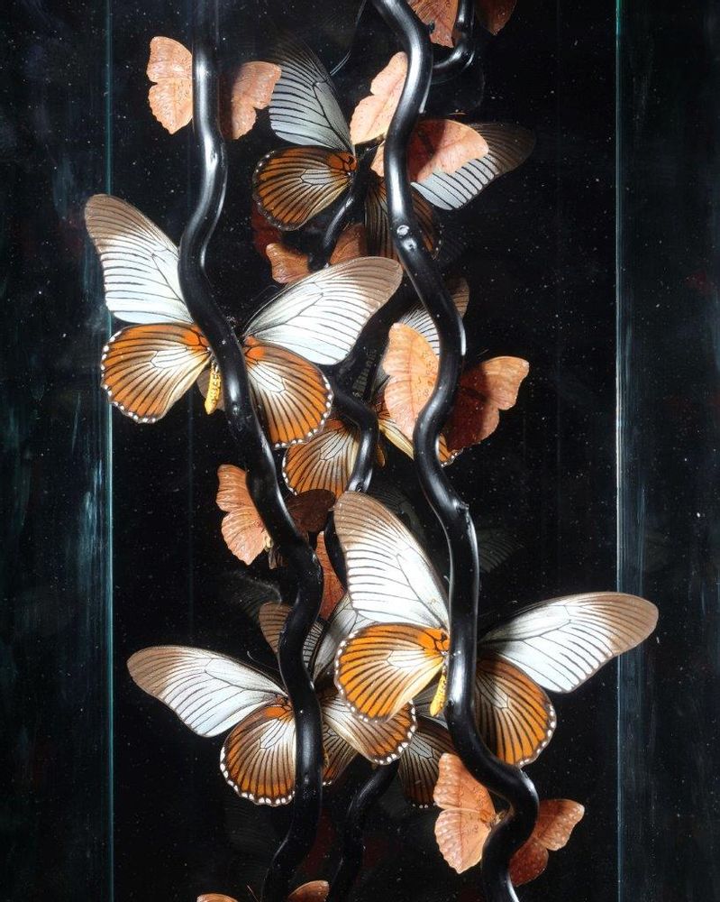 Objets de décoration - ENVOLÉE DE PAPILIO ZALMOXIS ET CYMOTHOE SANGARIS, cabinet de curiosités - METAMORPHOSES
