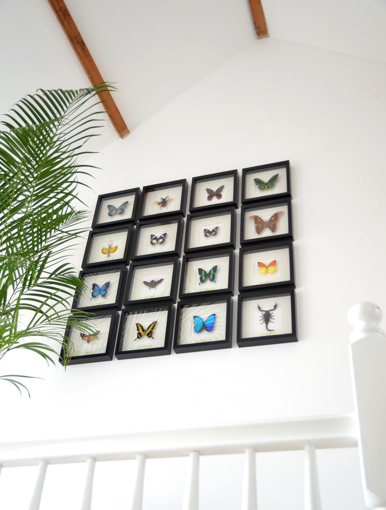 Other wall decoration - Beautiful butterfly Wall decoration - DMW.NU: TAXIDERMY & INTERIOR