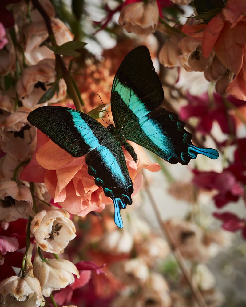 Other wall decoration - Beautiful butterfly Wall decoration - DMW.NU: TAXIDERMY & INTERIOR