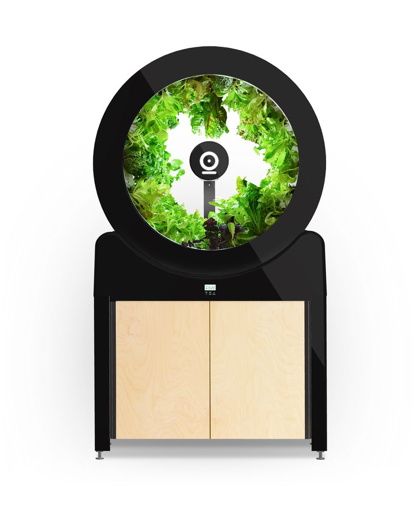 Spices - Ogarden Smart - le potager d'intérieur 90 plantes - SMARTGARDEN360 - OGARDEN POTAGER D'INTÉRIEUR 90 PLANTES