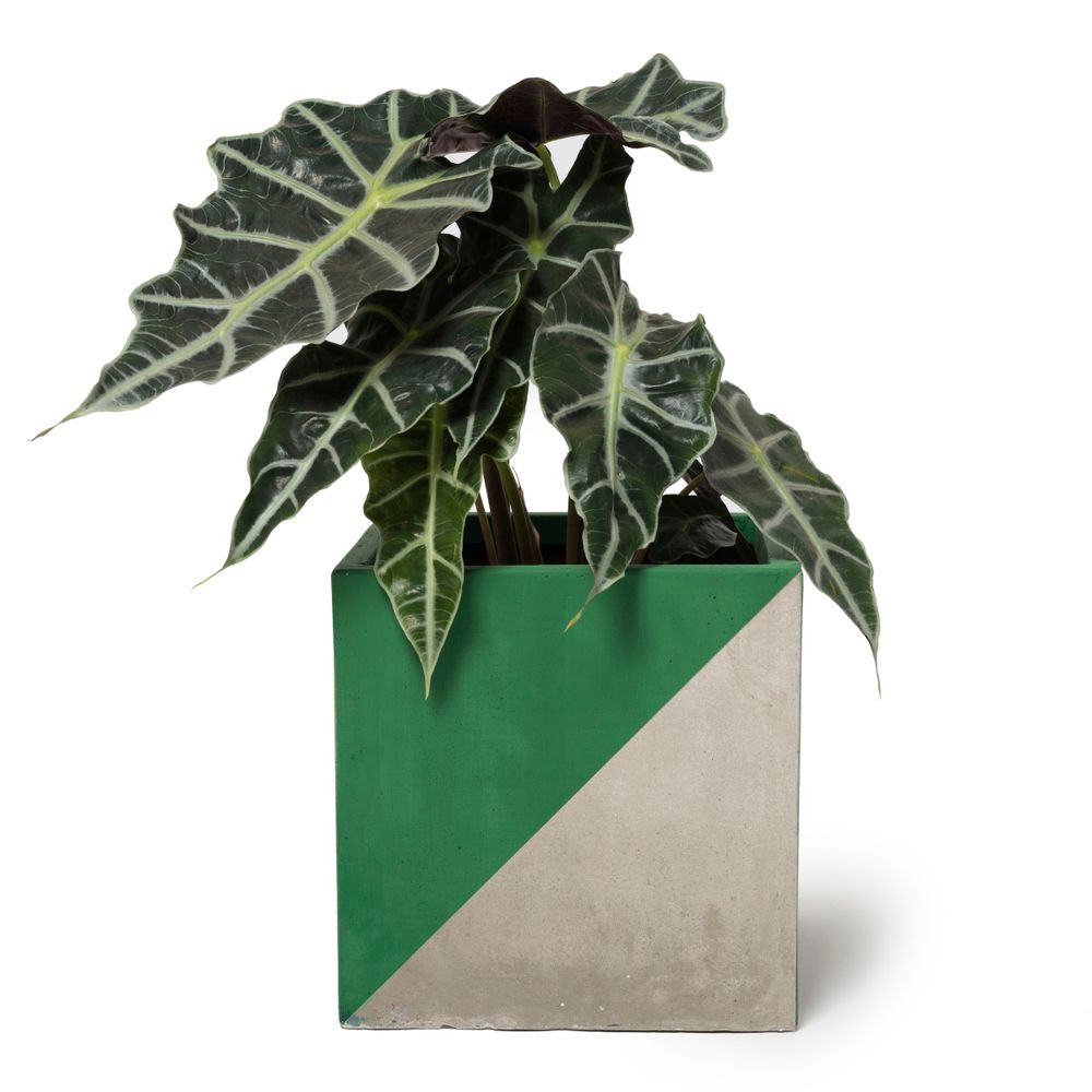Flower pots - PLAY POTS - DARKROOM
