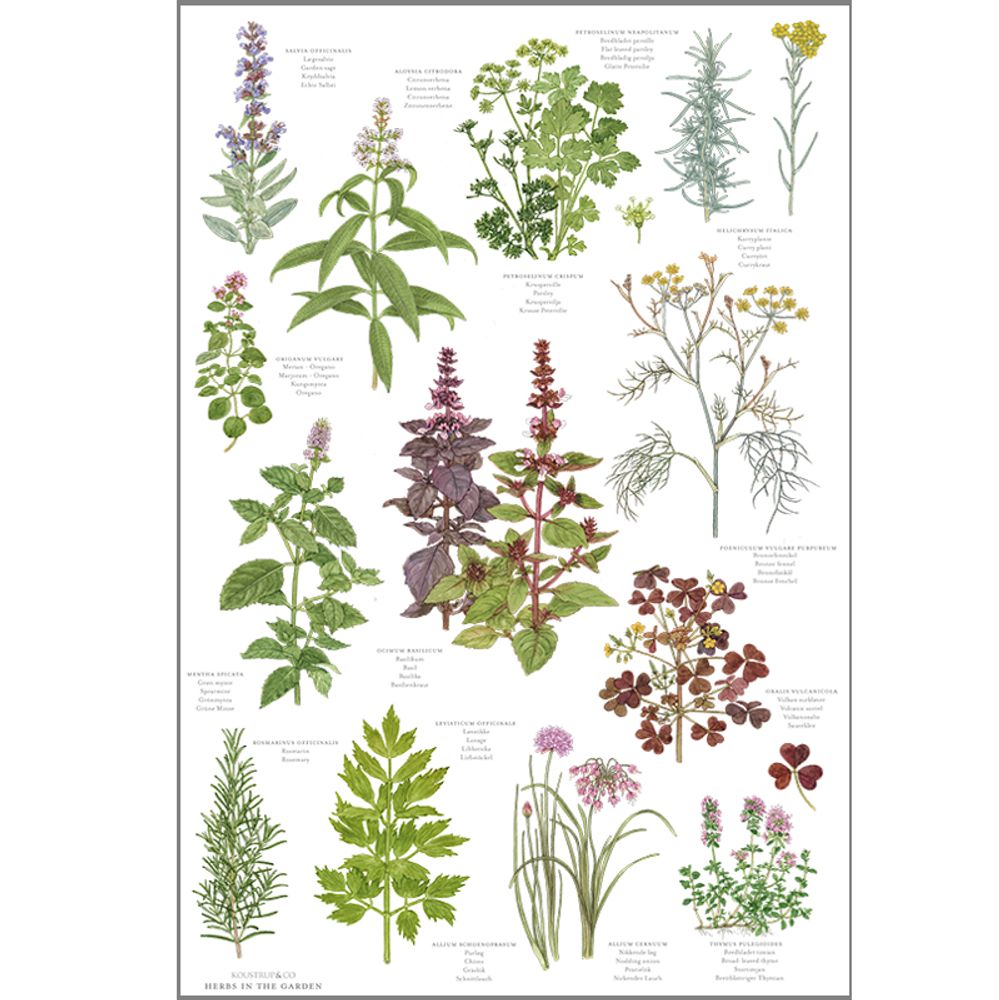 Torchons textile - Torchons en coton biologique - KOUSTRUP & CO