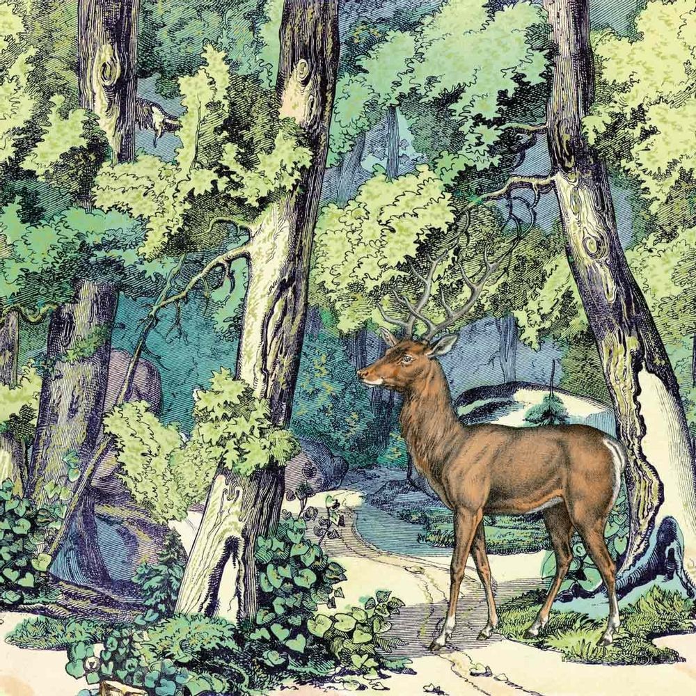 Papiers peints - Panneau Fond de Forêt - ETOFFE.COM