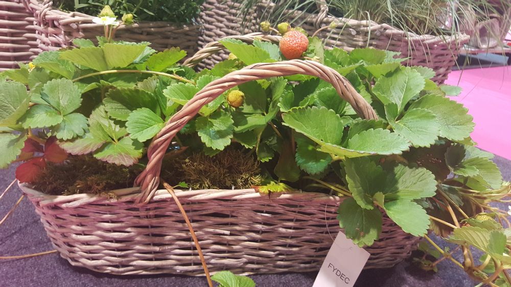 Floral decoration - WICKER RANGE BASKETS - FYDEC COLLECTION