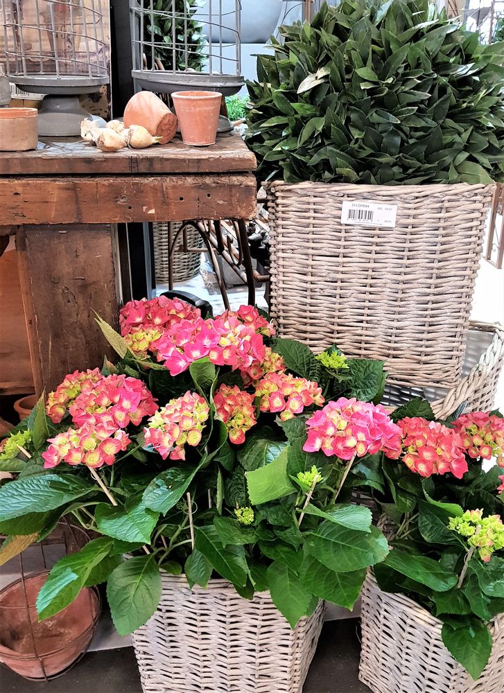 Floral decoration - WICKER RANGE BASKETS - FYDEC COLLECTION