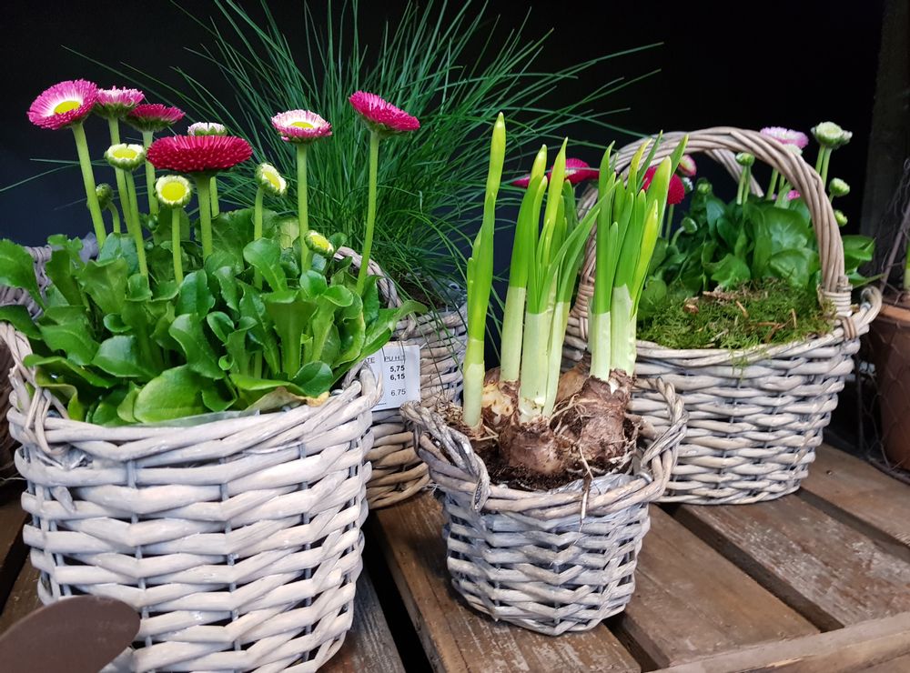 Floral decoration - WICKER RANGE BASKETS - FYDEC COLLECTION