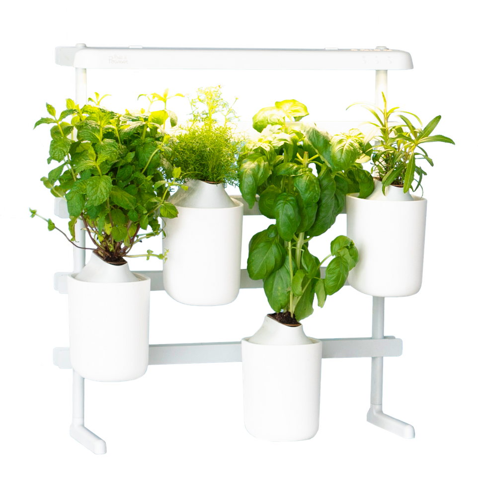 Gifts - Indoor vegetable garden MODULO - PRÊT À POUSSER