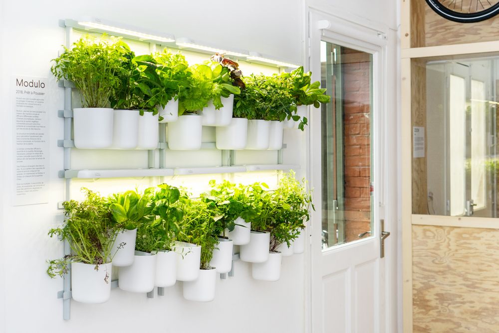 Gifts - Indoor vegetable garden MODULO - PRÊT À POUSSER