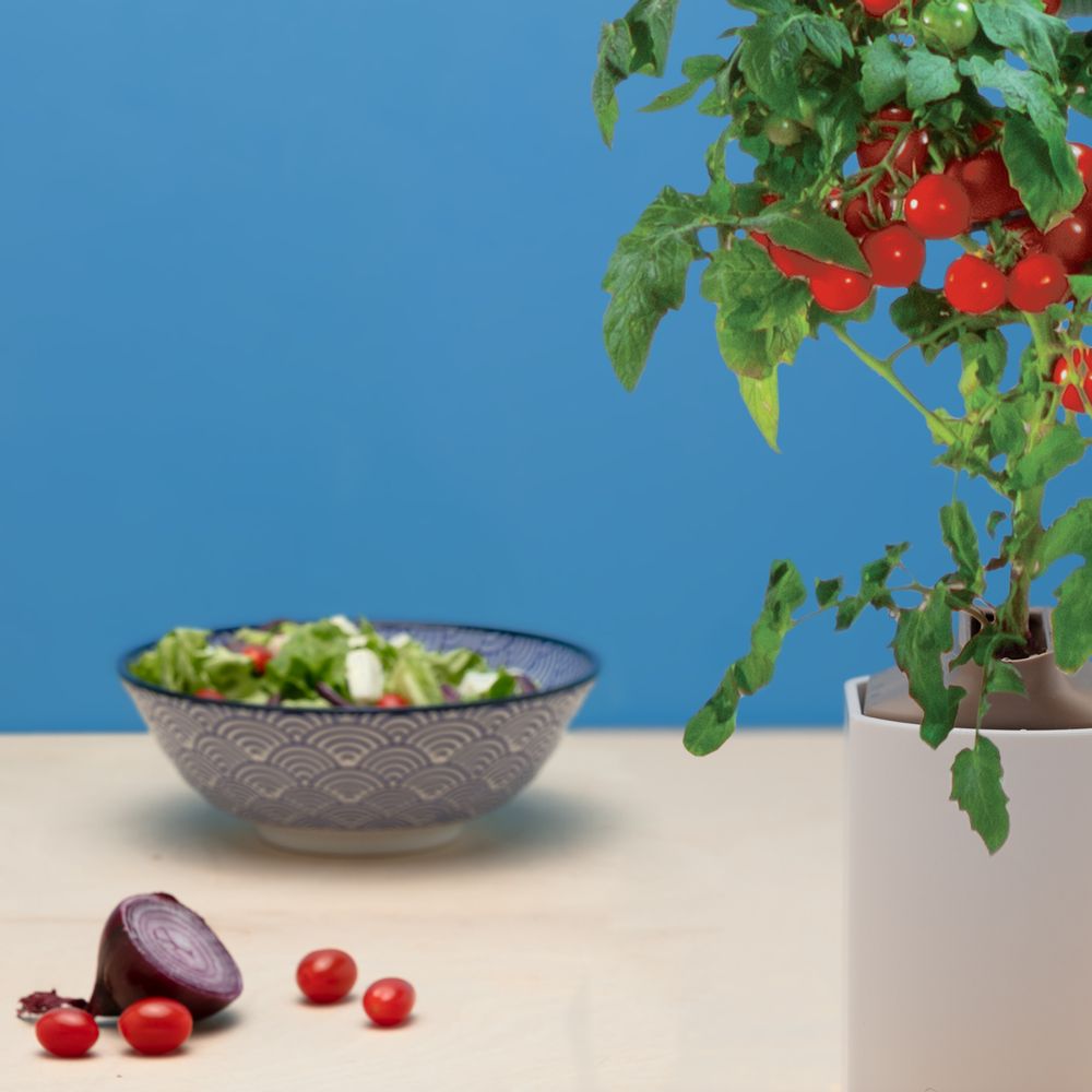 Objets de décoration - CAPSULE MINI TOMATES PRÊT A POUSSER - PRÊT À POUSSER
