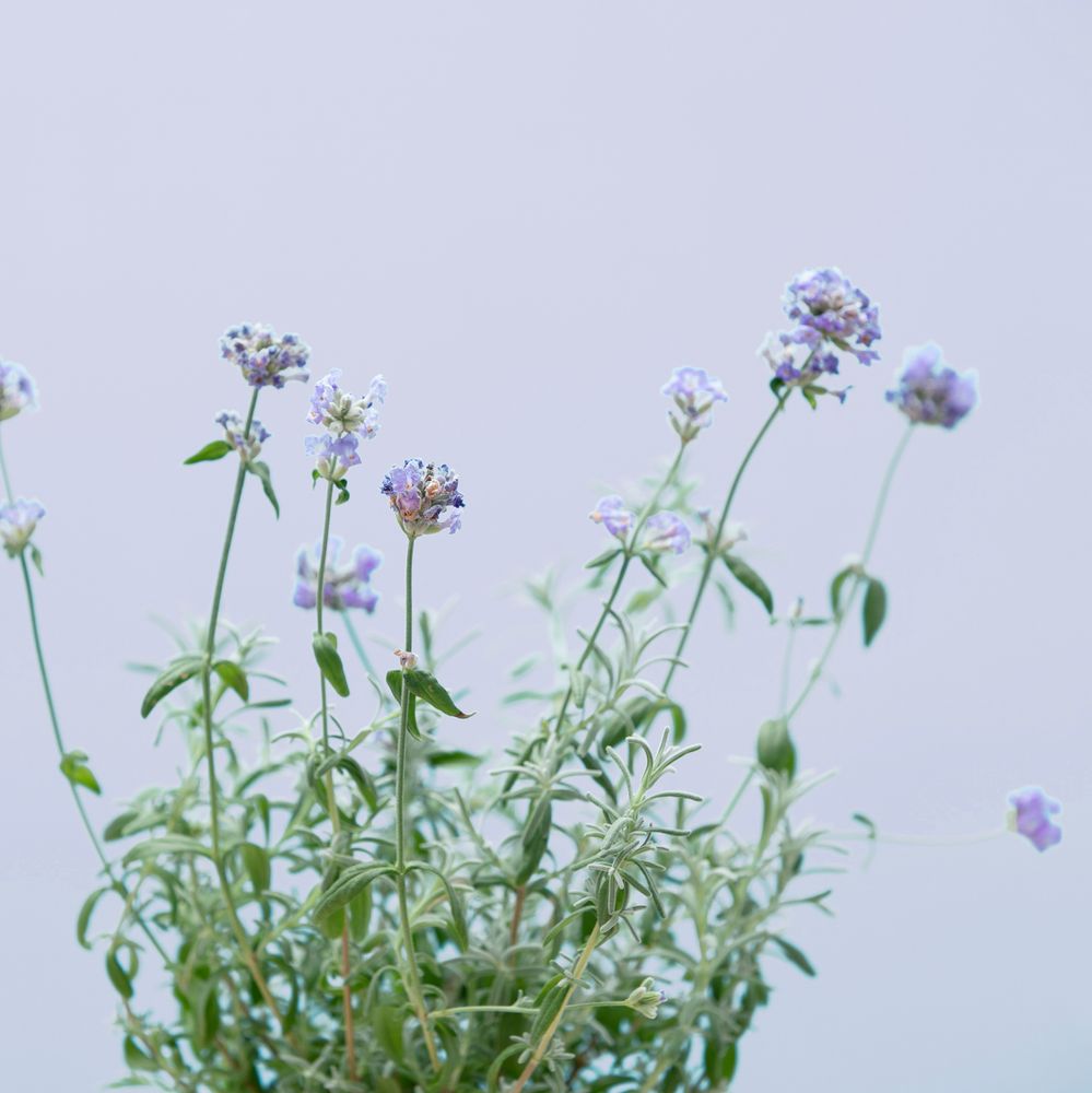 Floral decoration - LAVENDER CAPSULE PRET A POUSSER - PRÊT À POUSSER