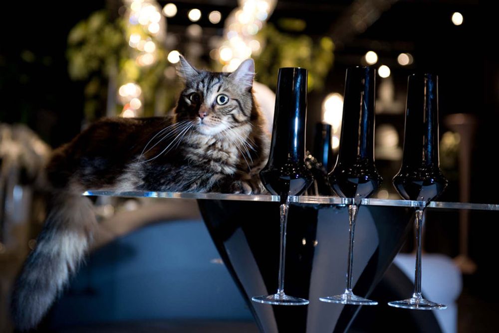 Verres - Verres - VG - VGNEWTREND