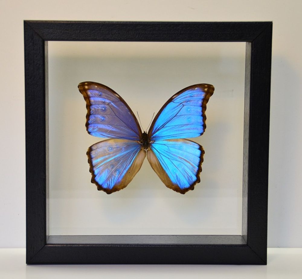 Autres décorations murales - Morpho didius - DMW.NU: TAXIDERMY & INTERIOR