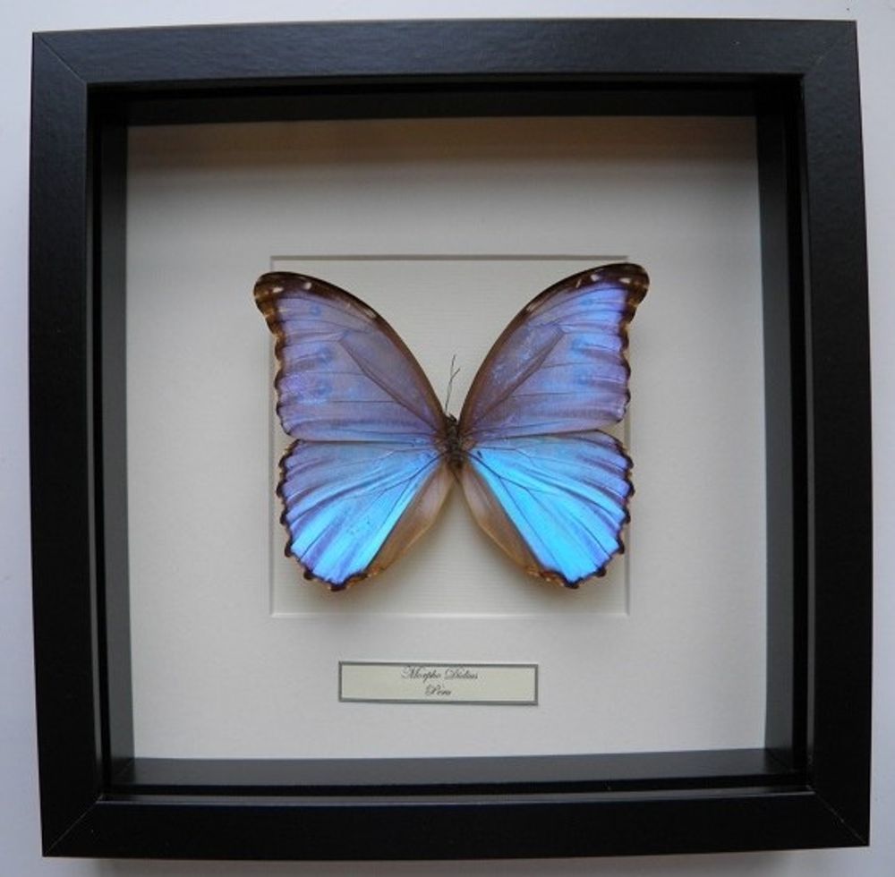 Autres décorations murales - Morpho didius - DMW.NU: TAXIDERMY & INTERIOR