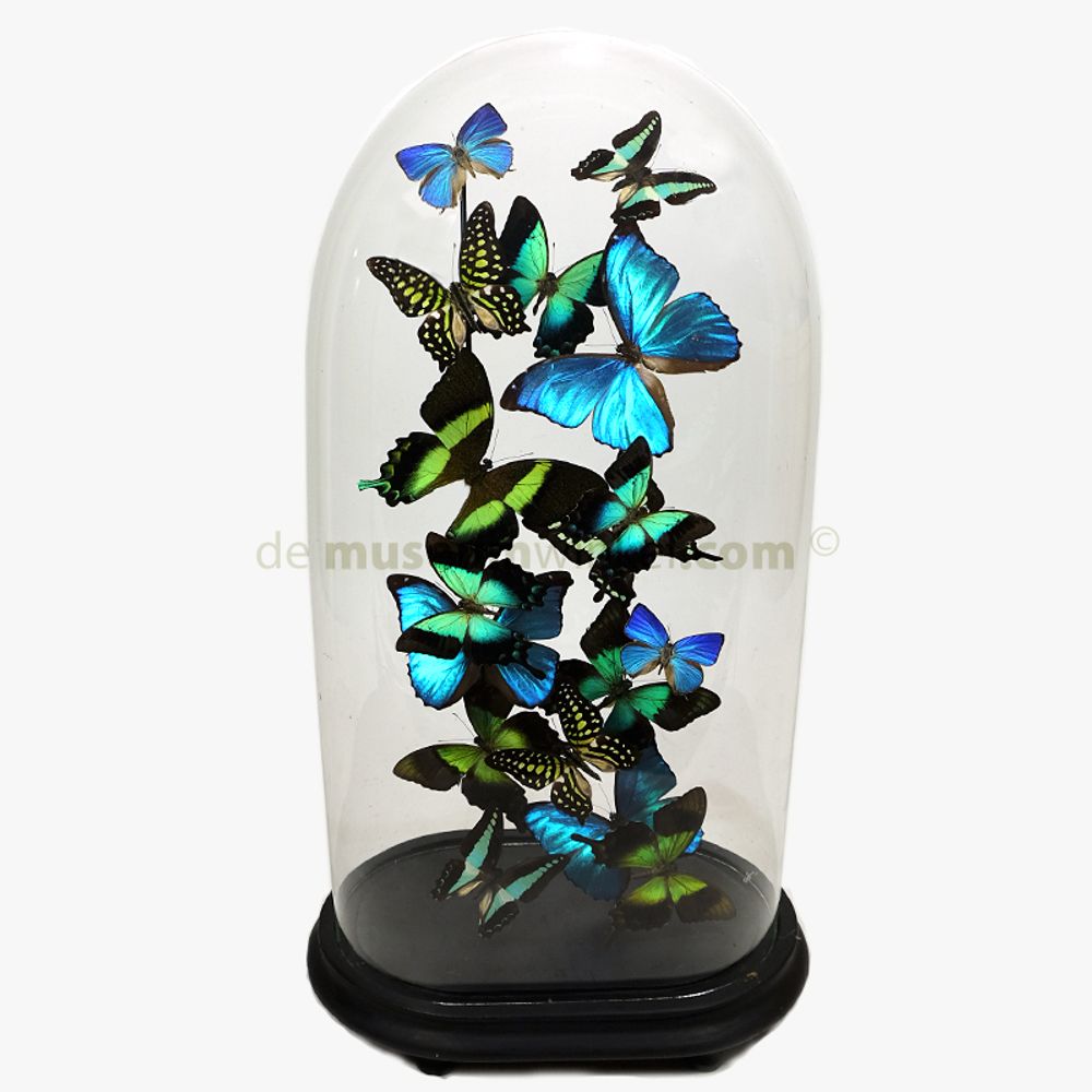 Objets de décoration - Butterflydome avec mélange de papillons montés - DMW.NU: TAXIDERMY & INTERIOR
