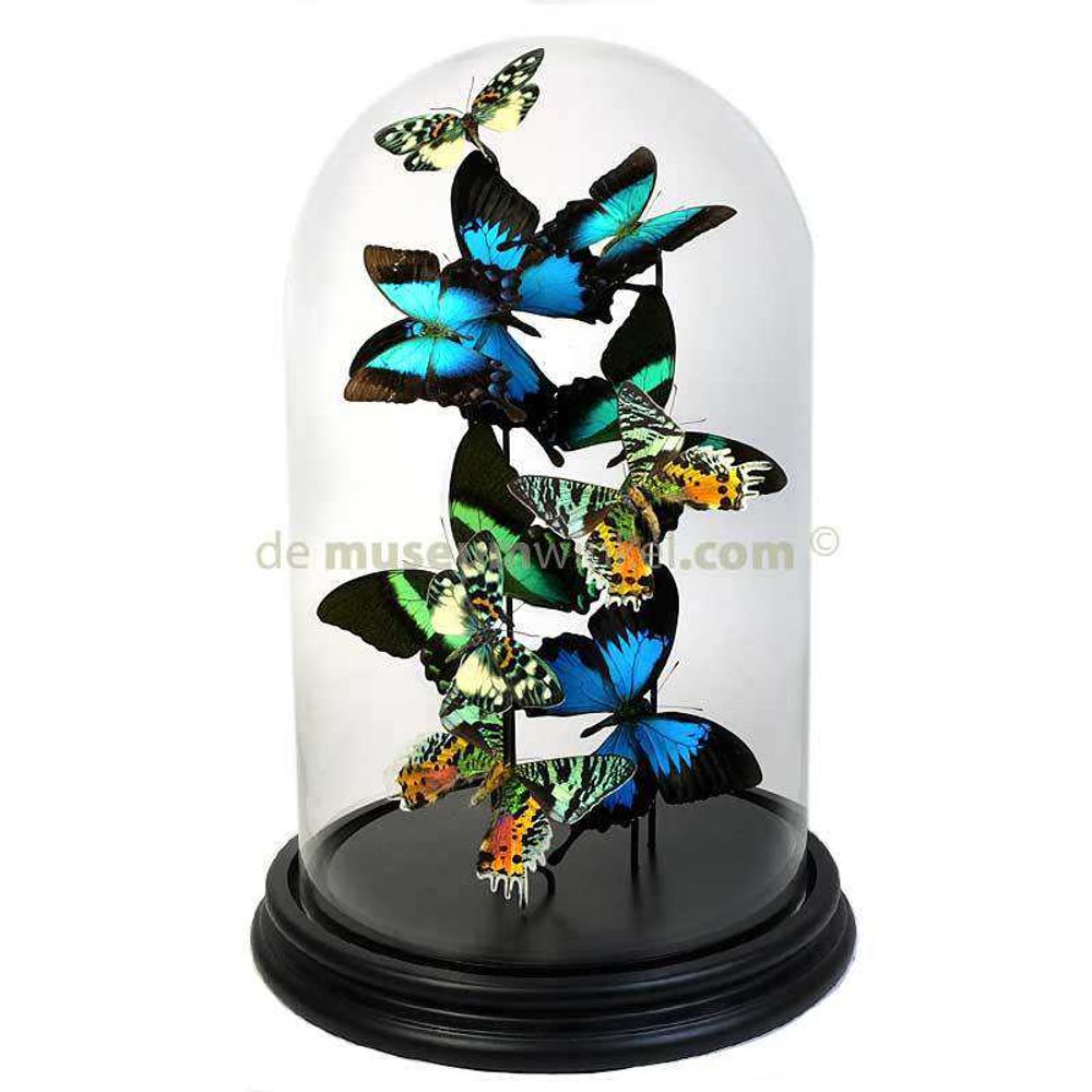 Objets de décoration - Butterflydome avec mélange de papillons montés - DMW.NU: TAXIDERMY & INTERIOR