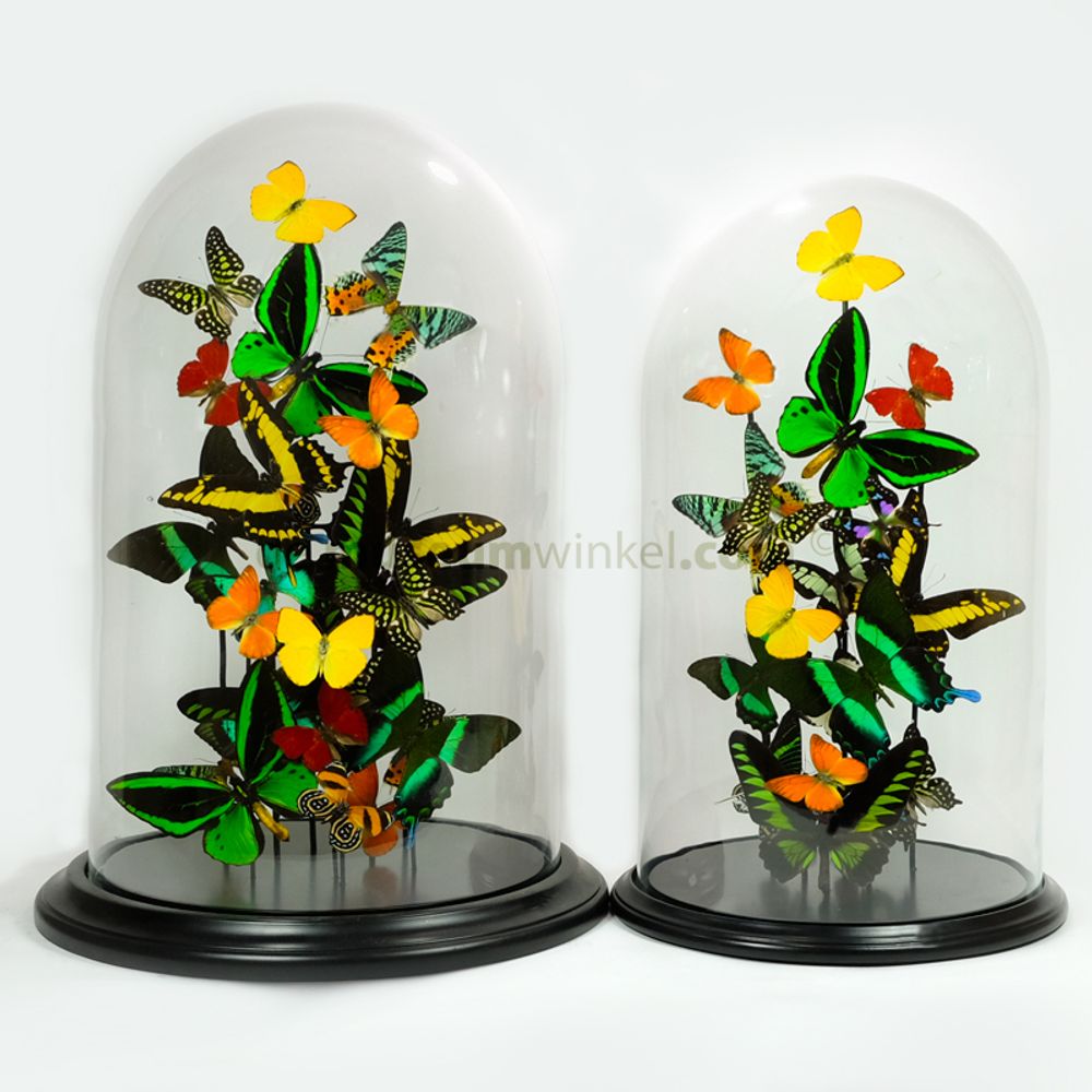 Objets de décoration - Tropical Globe - DMW.NU: TAXIDERMY & INTERIOR