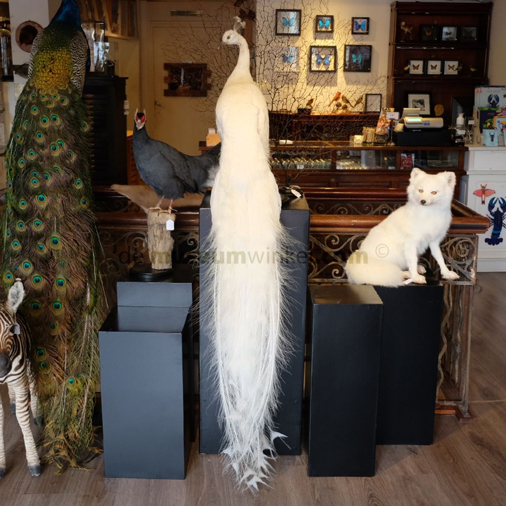 Decorative objects - White peacock taxidermy - decorative object - DMW.NU: TAXIDERMY & INTERIOR