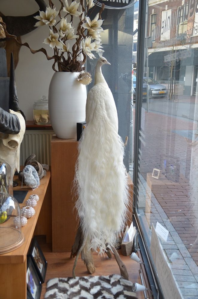 Decorative objects - White peacock taxidermy - decorative object - DMW.NU: TAXIDERMY & INTERIOR
